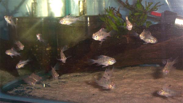Aquarium-bred juveniles at 17 weeks of age.