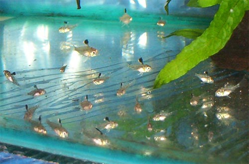 Aquarium-bred juveniles at around 8 weeks of age.