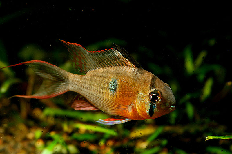 Adult male.