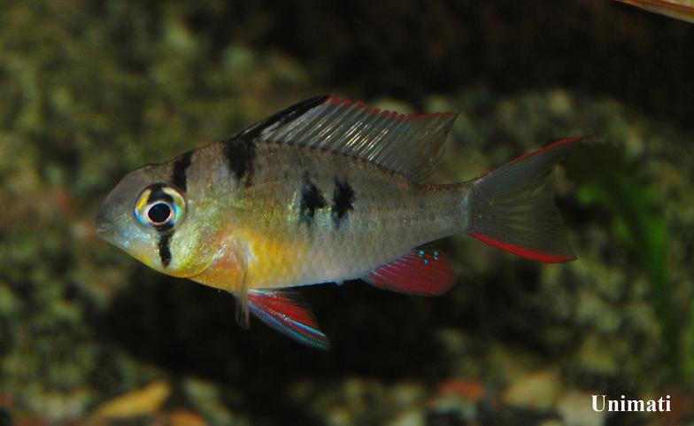 Specimen from the aquarium trade.