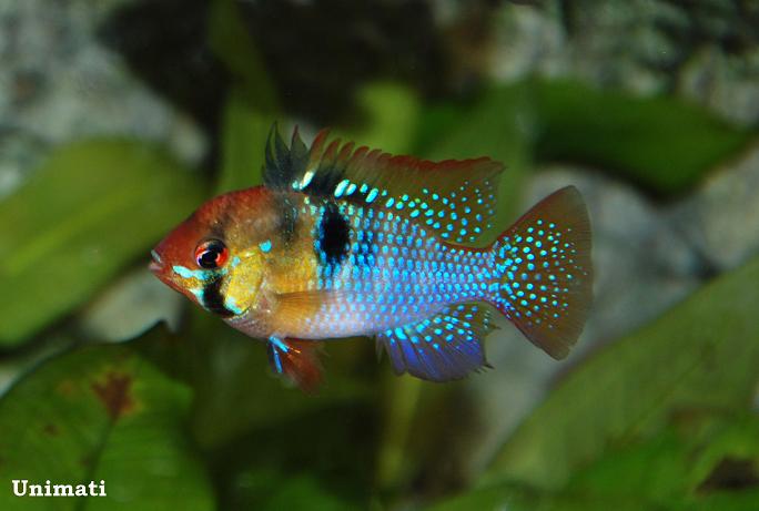 Adult male; commercial strain.