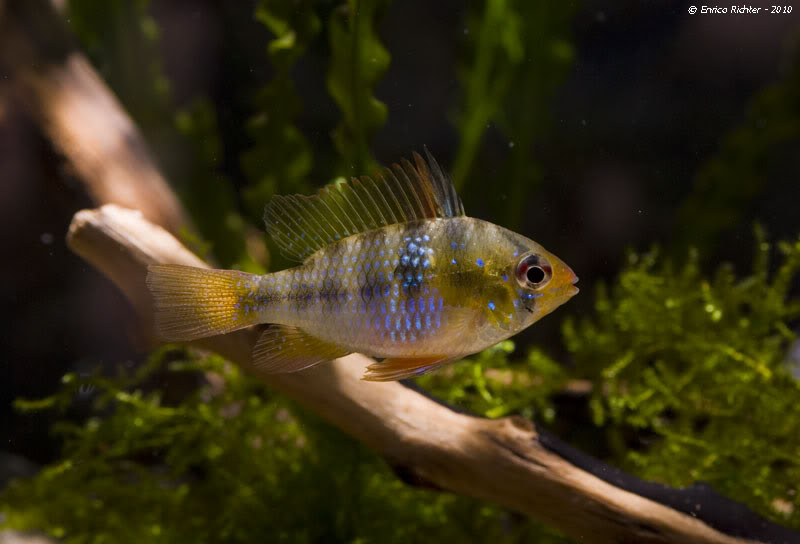 Adult female apparently collected in the rio Purus drainage, Brazil.