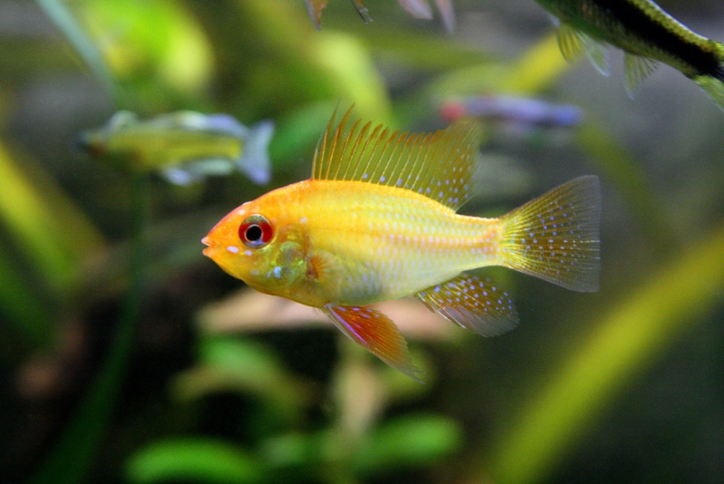 Typical specimen of the commercial 'gold' strain with odd physical proportions.