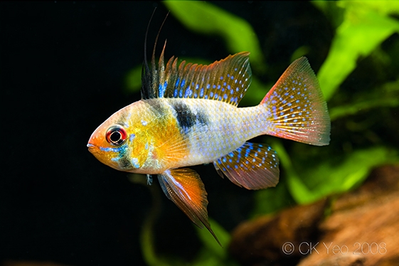 Young adult male; commercial strain.