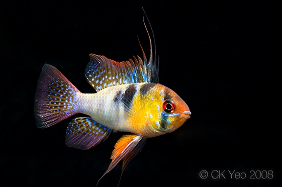 Adult male; 'German blue' ornamental strain.