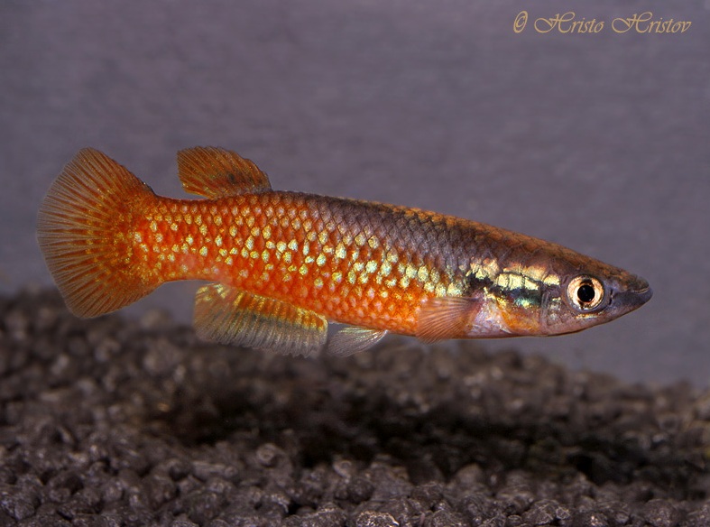 Adult male.