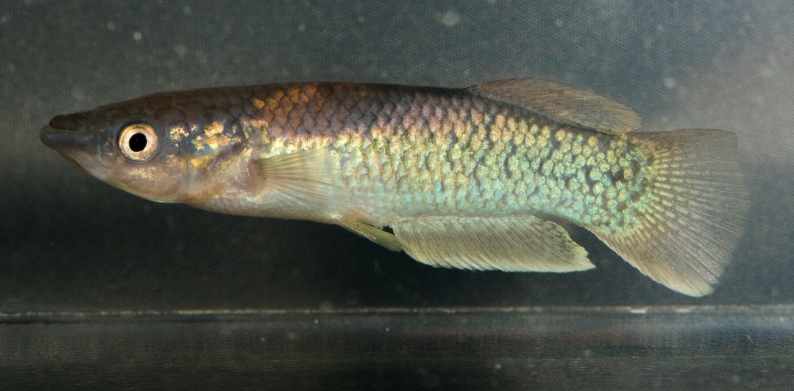 Adult male; aquarium strain.