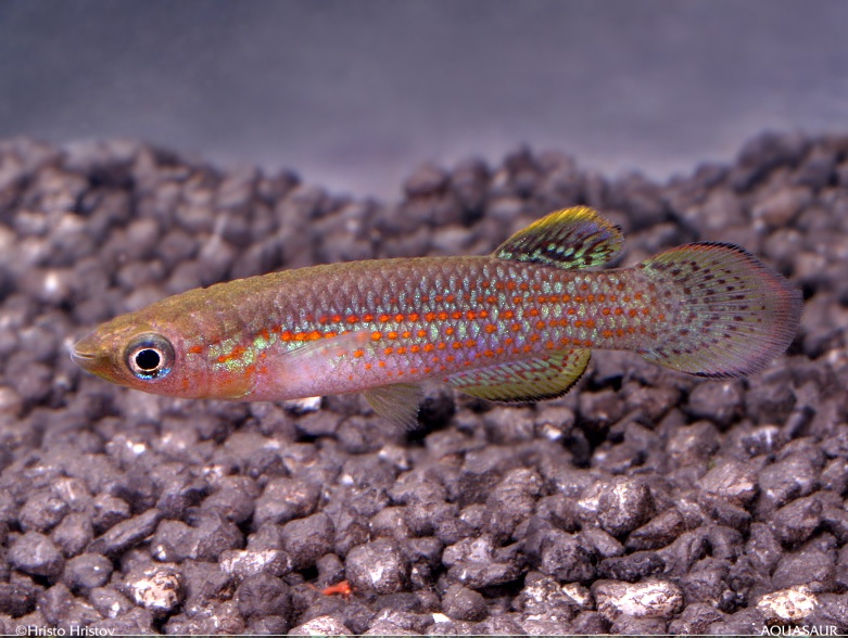 Male individual; aquarium strain.