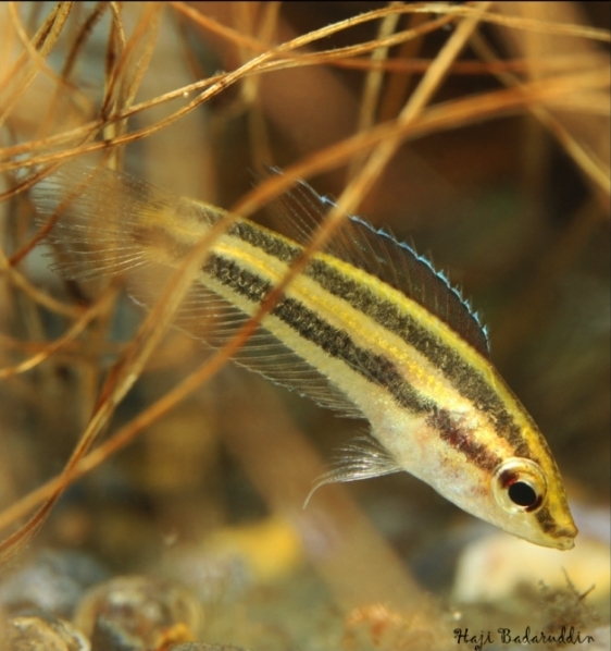 Young adult female.