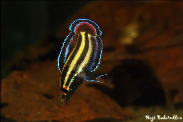 Adult male specimen in courtship display.