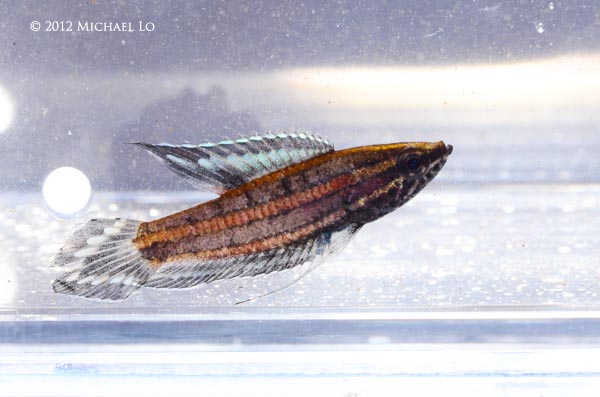 Freshly-collected adult male photographed in the field on Bangka Island. This specimen appears to have a damaged caudal-fin which is lacking the diagnostic central filament.