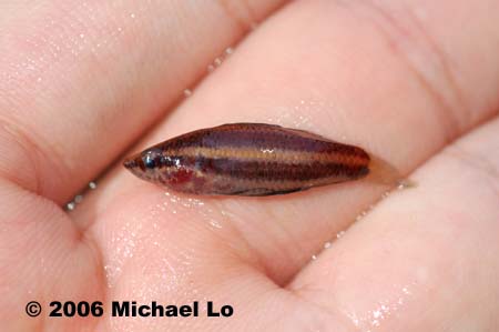 Freshly-collected specimen from the habitat in the previous image.