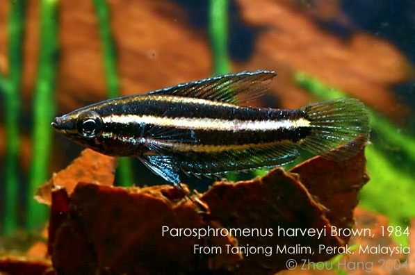 Adult male collected in the vicinity of Tanjong Malim, Perak state, Peninsular Malaysia.