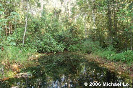 Habitat in the north Selangor peat swamp forest, Peninsular Malaysia.