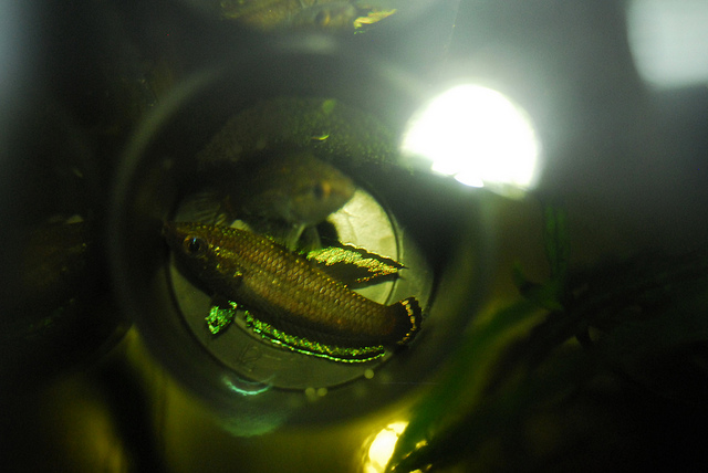 Both fish may protect the eggs initially, but the male normally ejects the female after a short period.