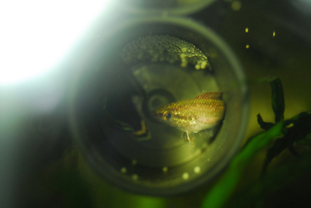Some eggs are visible on the base of the cave, below the female.