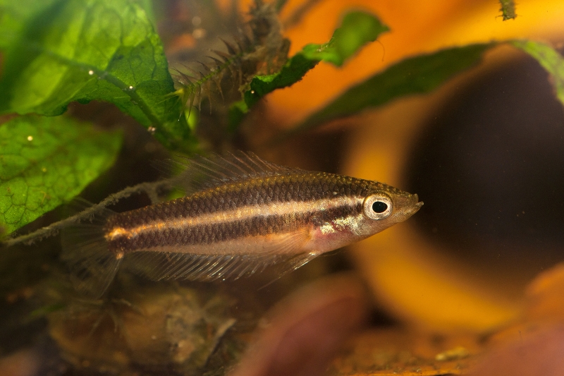 Young, aquarium-bred female; Kuantan population.