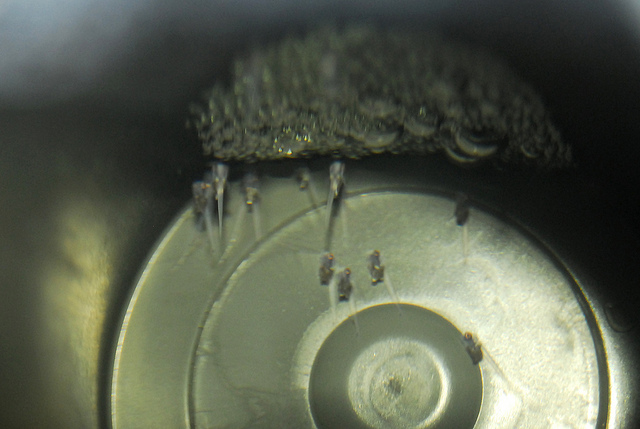 The fry remain in the vicinity of the nest for several days post-hatching.