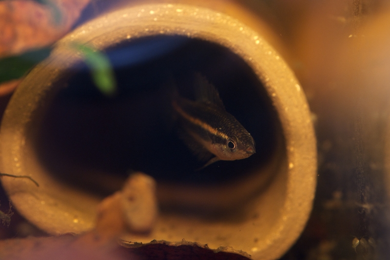Clay pipes normally used to breed certain catfishes are ideal spawning sites for Parosphromenus spp.