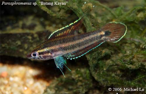 Adult male from the Batang Kayan drainage, Sarawak. This form is also known to aquarists as P. sp. 'Stunggang', P. aff. allani 'Stunggang' or P. sp. 'Lundu'.