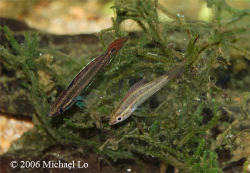 Adult pair from the Batang Kayan, male upper.