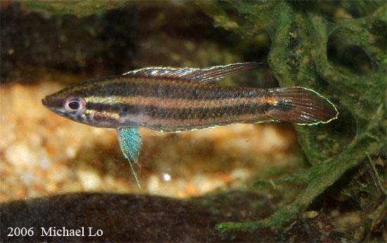 Adult male from the Batang Kayan.