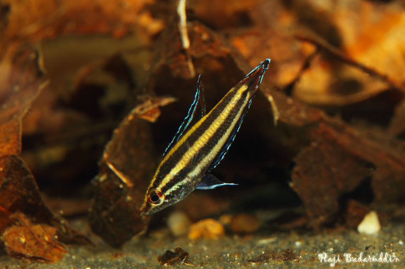 Both males and females exhibit an oblique dark bar in the eye during courtship.