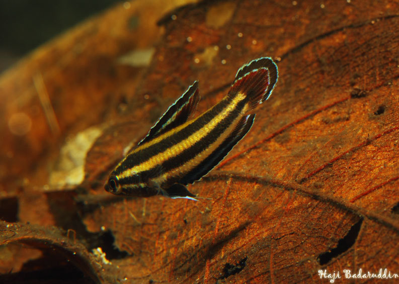 This species can be distinguished from congeners by elements of male fin-colour pattern (see 'Notes').