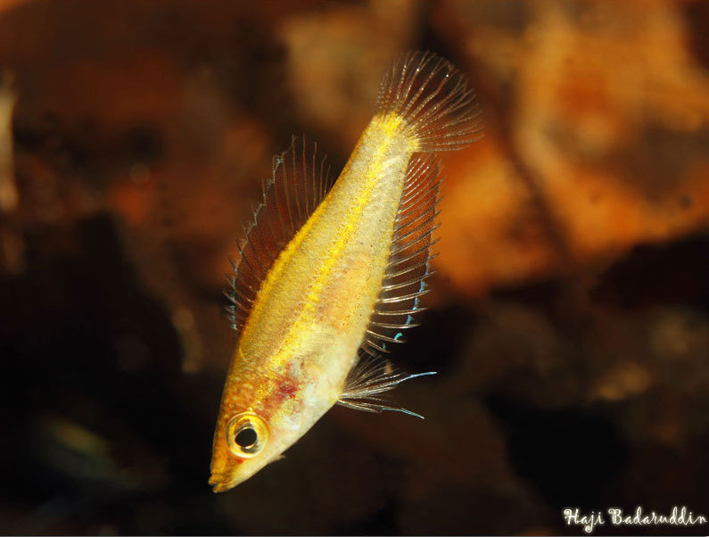 Nuptial females lose the majority of their body markings and take on a yellowish colour.