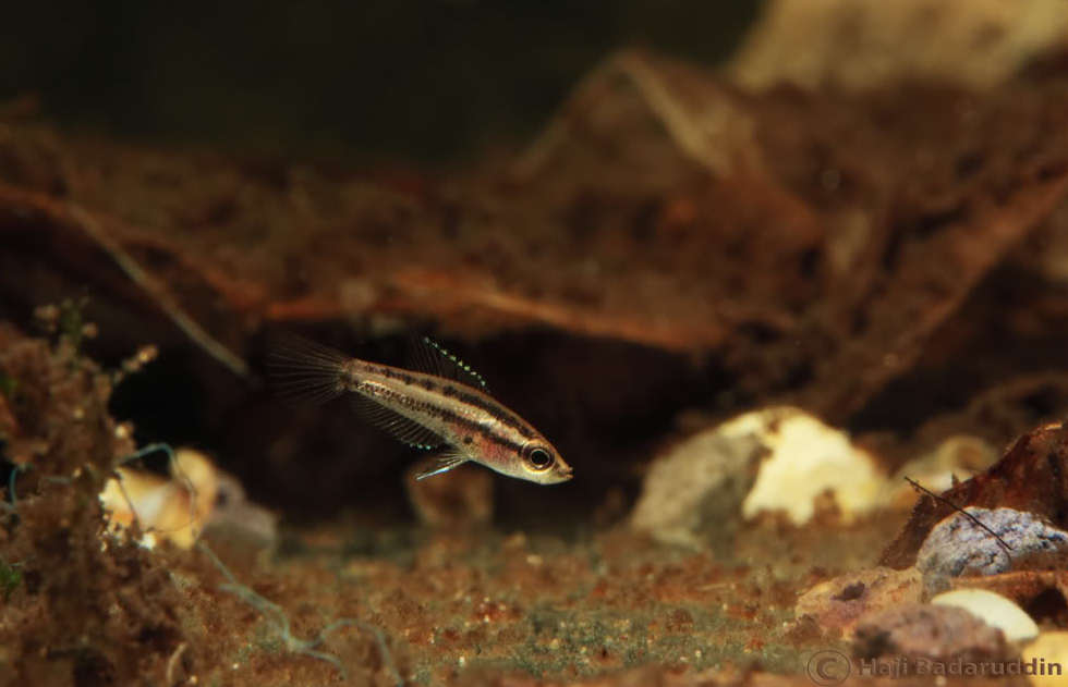 Aquarium-bred juvenile.