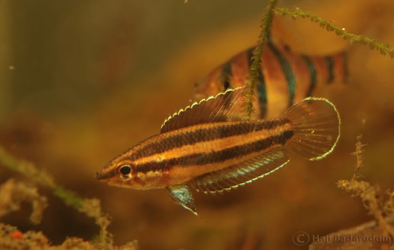 Adult male from Sibu with neutral colour pattern.