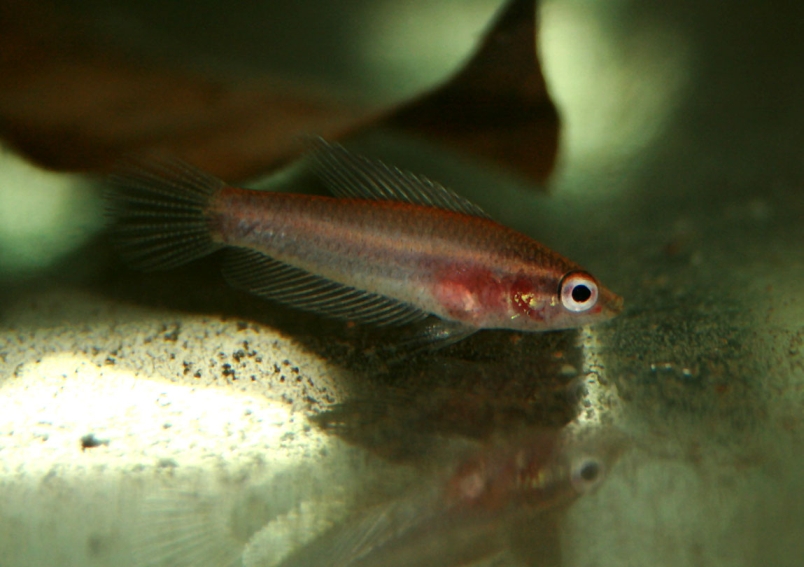 Freshly-collected individual from Sibu.