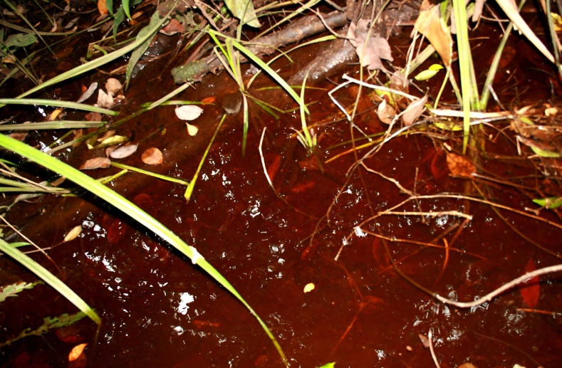 Habitat in Sibu.