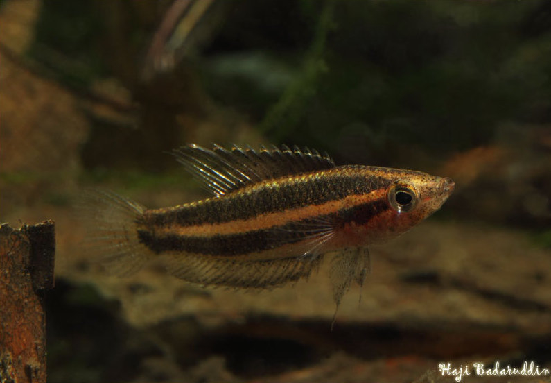 Adult female from Sibu.