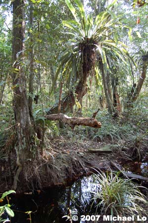 Habitat in the Rajang River basin.