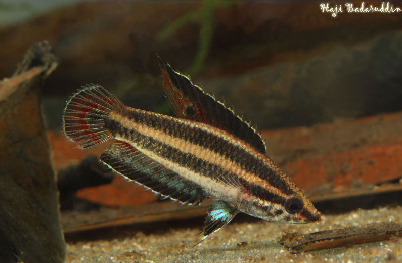 Adult male individual from Sibu Division, Sarawak, Malaysia (Borneo).