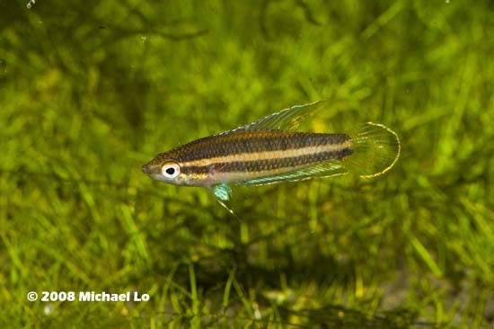 Adult male from the Rajang River system.