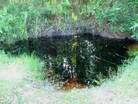 Habitat in Pahang state, Peninsular Malaysia.