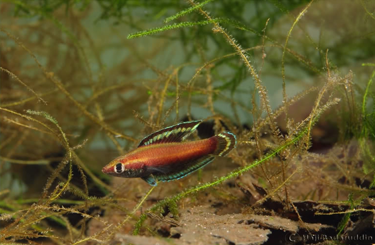Adult male with nuptial colour pattern; Ulu Tiram population.