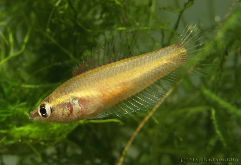 Nuptial female from Ulu Tiram.