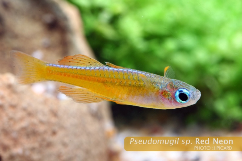 Young adult male.