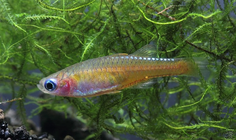 Adult female.