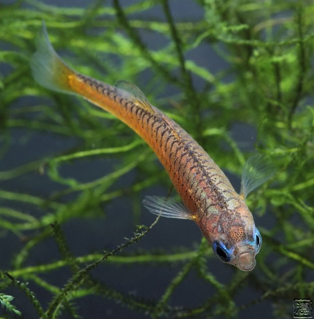 Semi-dorsal view of adult female.