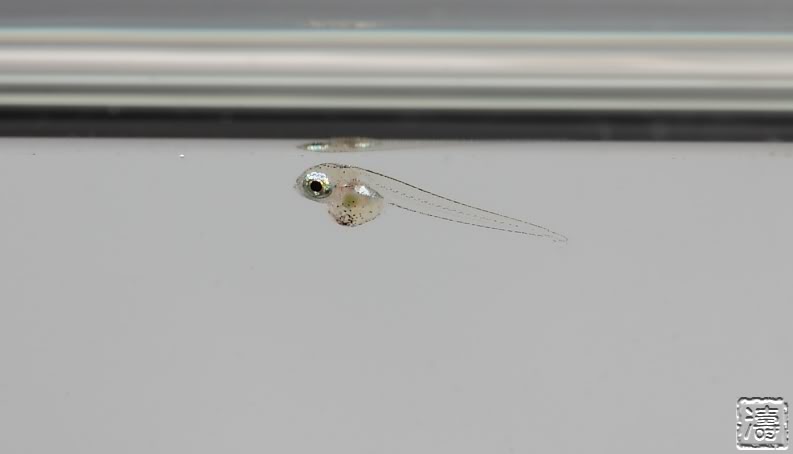 This newly-hatched fry is just a few hours old.