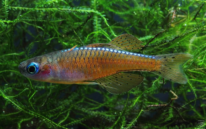 Adult male specimen.