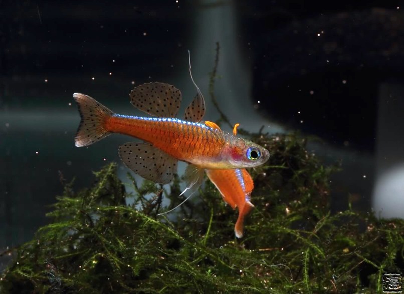 If multiple males are present in the aquarium they tend to spar for dominance on a dialy basis.