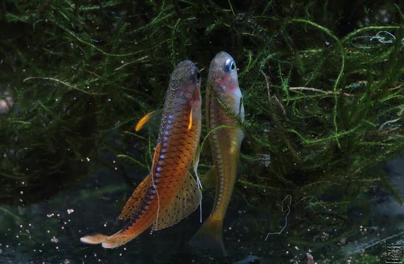Adult pair at the climax of spawning; note the expelled egg just in front of the vent of the female.