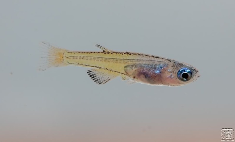 Captive-bred juvenile measuring approximately 90 mm in total length.