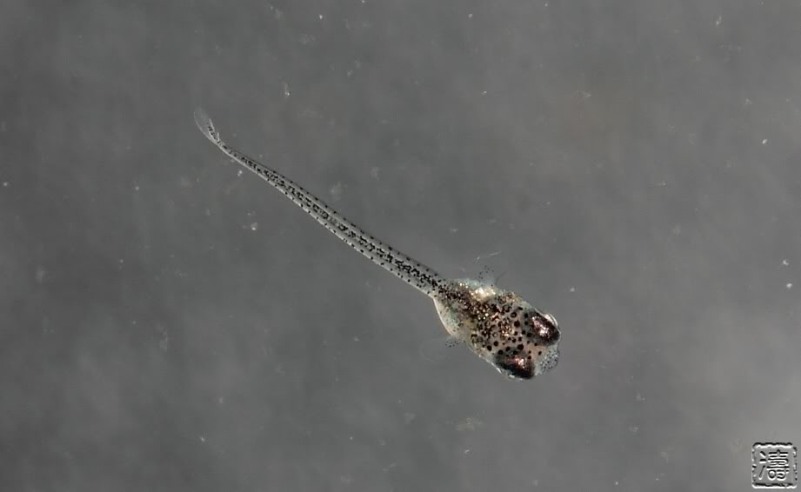 Dorsal-view of newly-hatched fry.