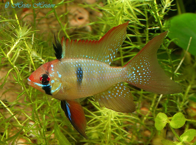 Young adult male; commercial 'long-fin' strain.